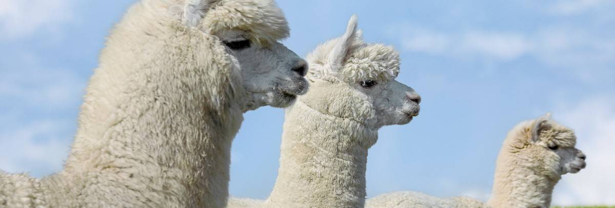 species page alpaca llama header