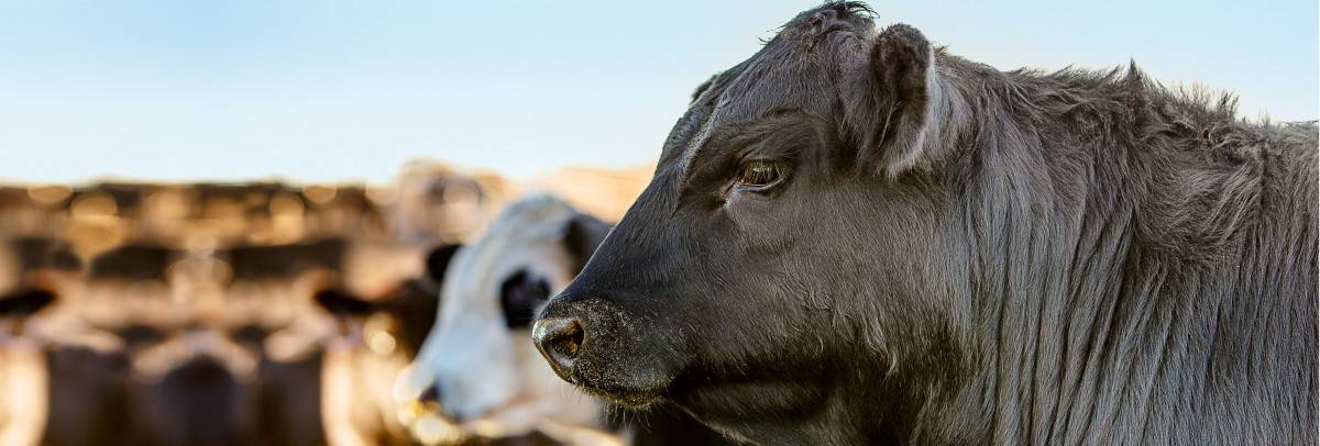 species page beef cattle header