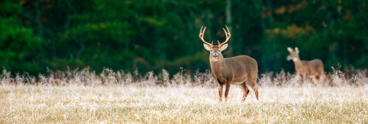 species page deer elk header