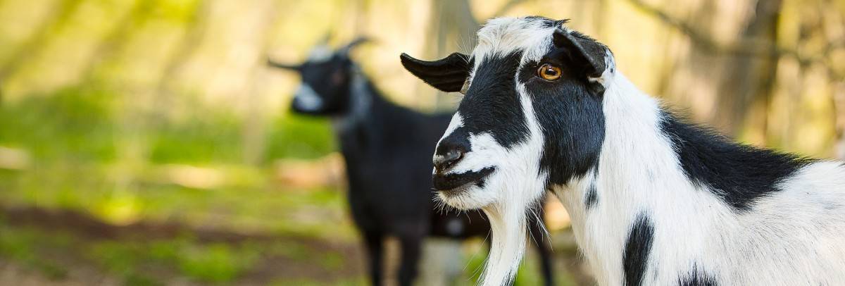 species page goat header