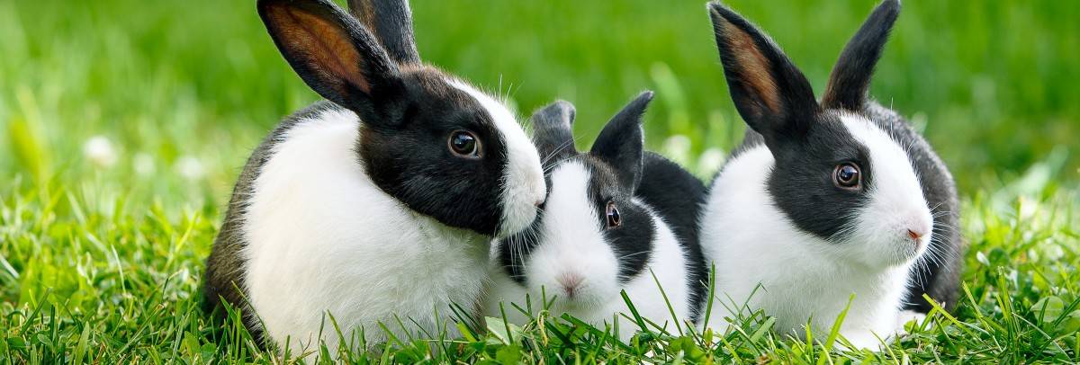 species page rabbit header