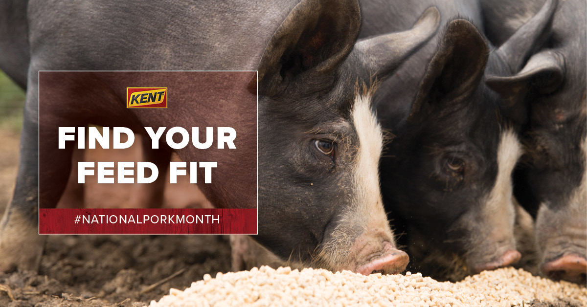 NexGen Swine Supplement - Kent