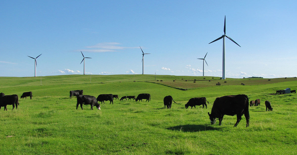 Why Cattle Need Supplements in Spring and Summer Kent Nutrition Group