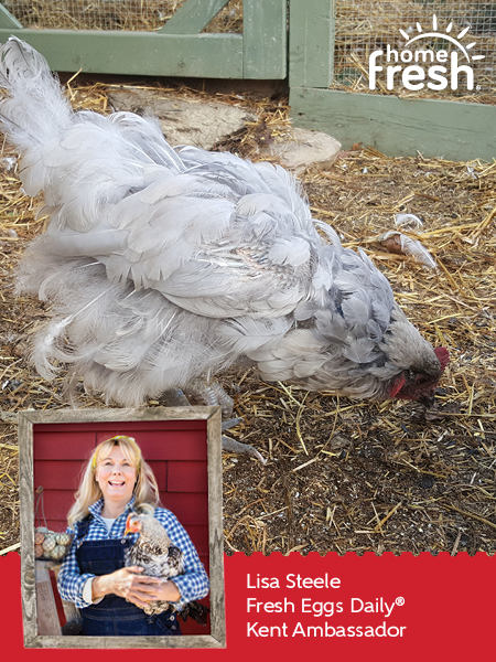 The Ins And Outs Of Molting Season Kent Nutrition Group