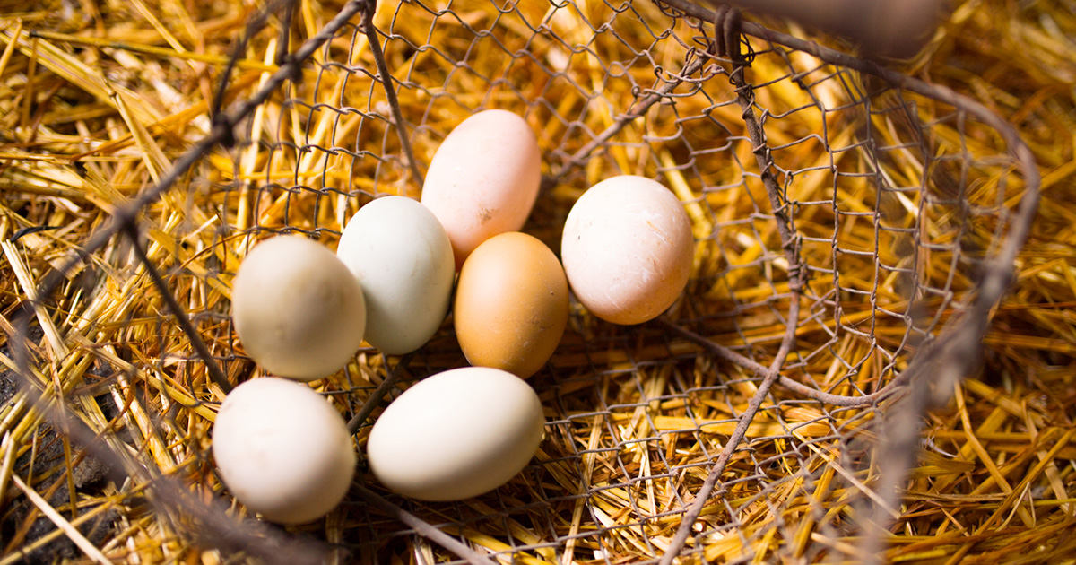 What to Expect When You're Eggspecting - Kent Nutrition Group