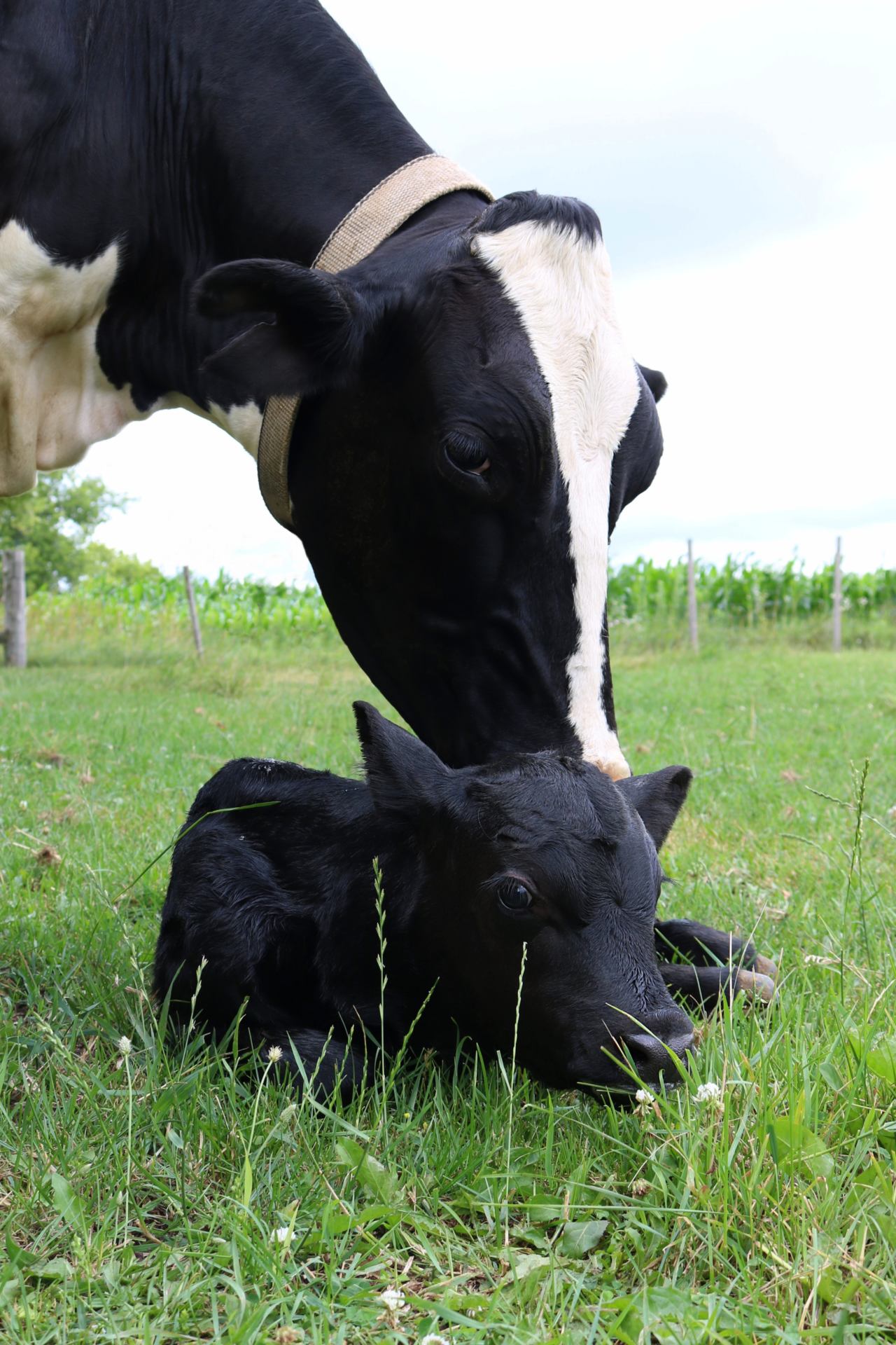 Baby Holstein Calves