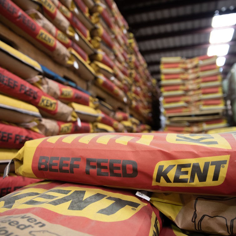 bags of Kent feed being prepared for shipment to Nebraska farmers