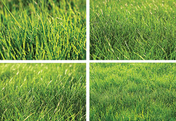 Weed Control For Your Lawn - Kent Nutrition Group